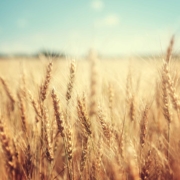 Ernte der Landwirte und Dürre