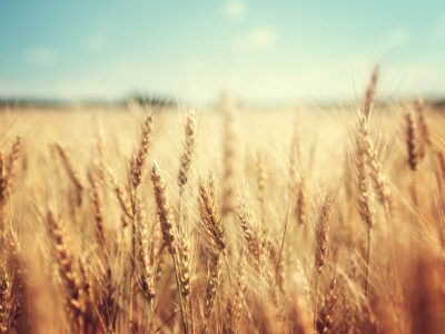 Ernte der Landwirte und Dürre